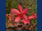 Autumn Leaves Program (Amboy)