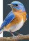 Bluebird House Building Workshop for kids (Sterling)