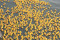 Charby’s Duck Derby (Fulton)