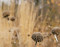 Meadow Meander (Lysander)