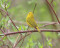 Search for Warblers (Sterling)