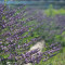 Lavender Festival (Phoenix)