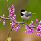 RAchickadees.png