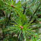 Evergreen Finds Along the Deep Woods (Lysander)