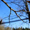 Branch Friday (Lysander)