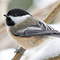 Feeding Winter Birds Presentation (Amboy)
