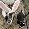 Easter Egg Hunt and Bunny Visit (Lysander)