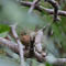 Fall Birding (Sterling)