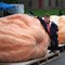 great_pumpkin_fest.jpg