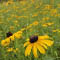 The Native Garden through the Seasons (Lysander)