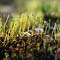 Lisa Yesensky at OPL for National Seed Swap Day
