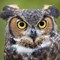 owl.jpg