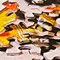 Puzzle Swap at OPL