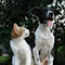 Pet Rabies Clinic (Oswego; Registration Required)