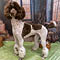 Oswego County SPCA Vendor Fair w/free Dog Portraits 