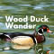 Wood Duck Wander at Beaver Lake