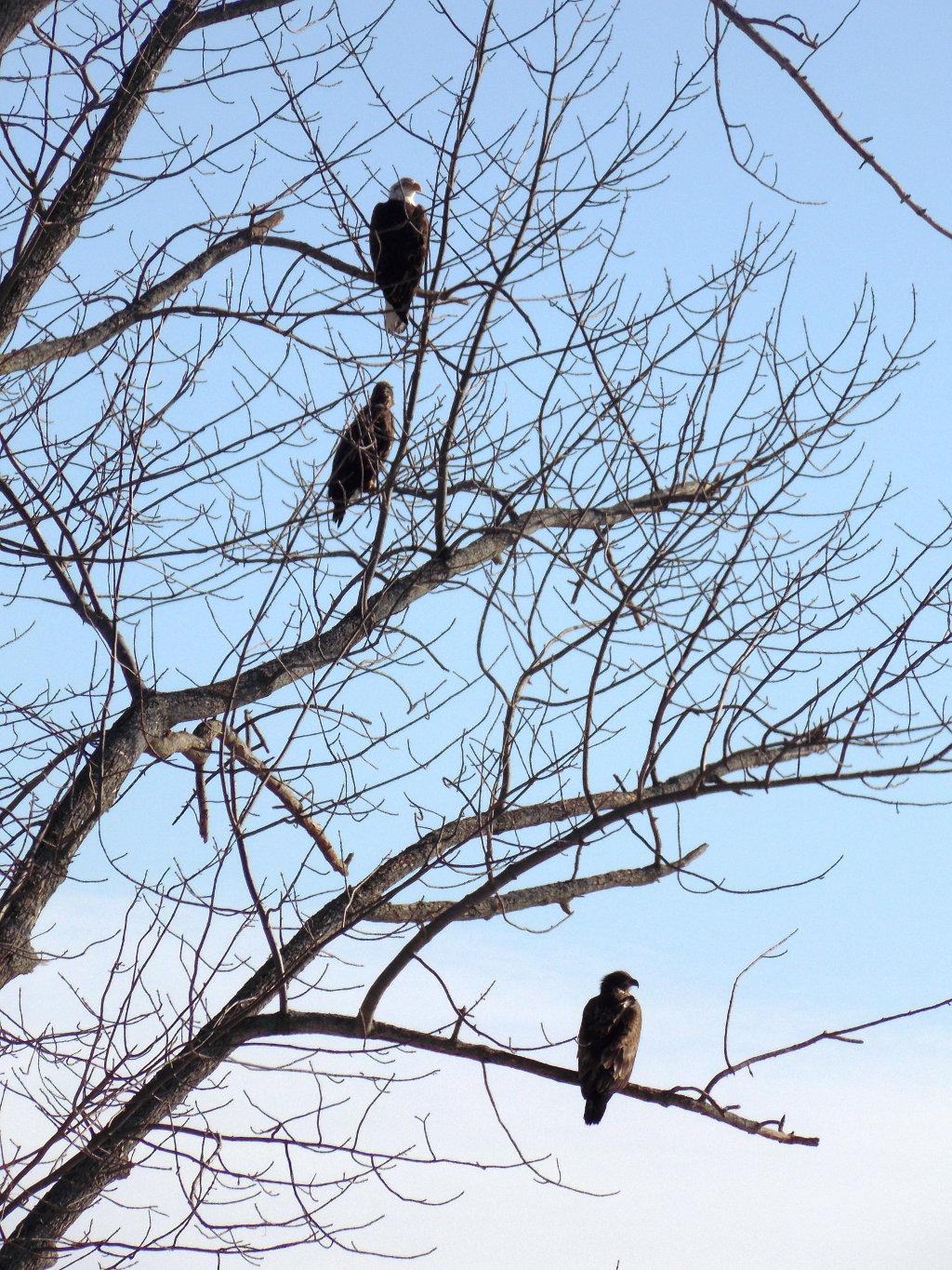 eagles mel barbeau 3-13