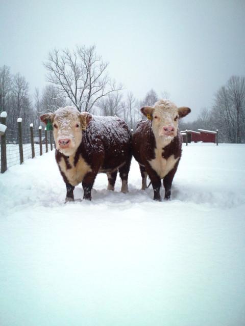 Snow Cows Danielle DelConte