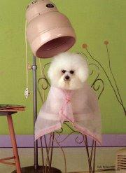 Dog Grooming