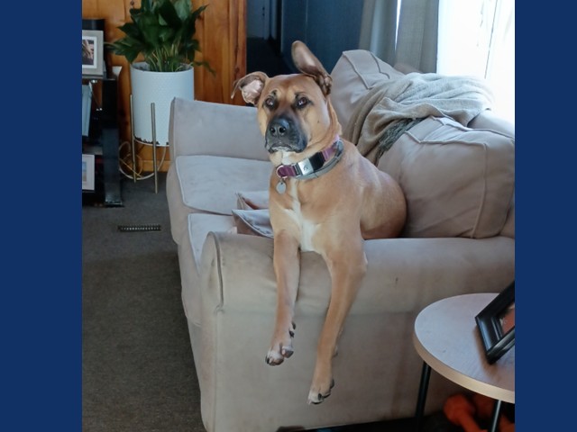 Evie: Pet of the Week