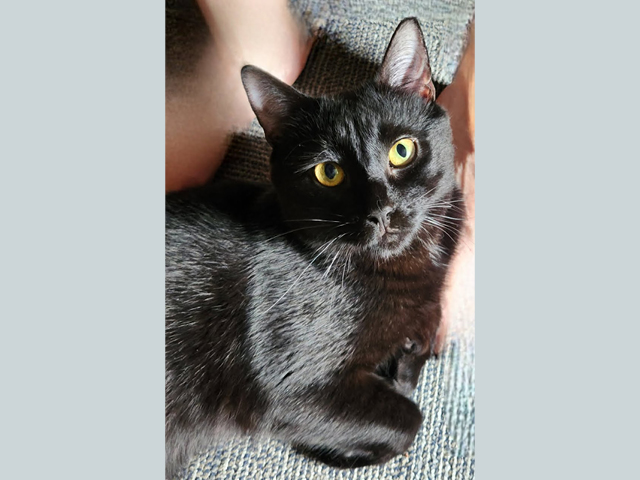 A black cat on a gray carpet