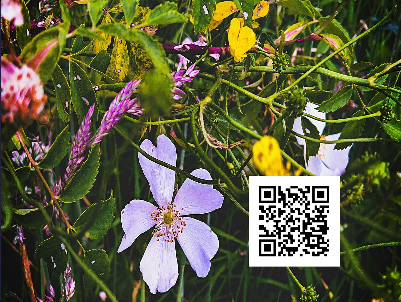 Amboy 4-H Environmental Education Center Offers Wildflower Walk and Sketch for  Nature Enthusiasts of All Ages