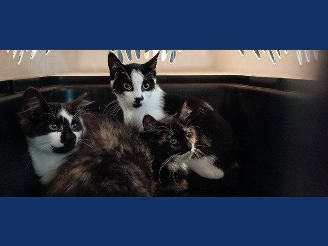 Charlie's Angels: Pets of the Week