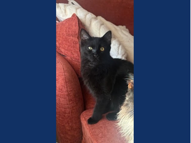 Hugo Boss: Pet of the Week