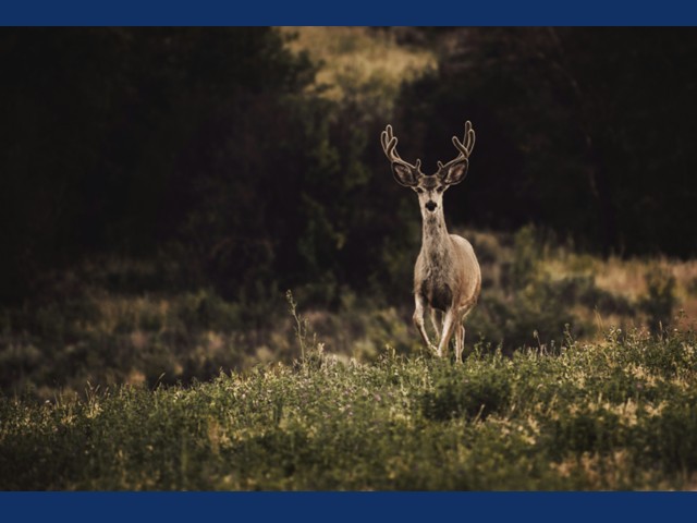  Oswego County Offers Rabies Precautions for Hunting Season