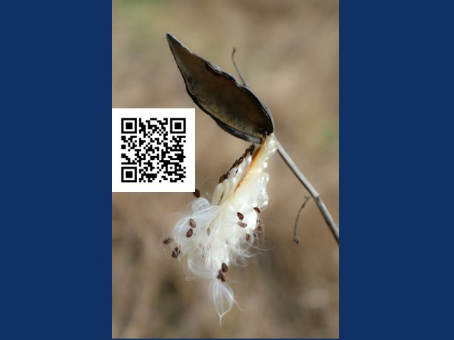 Magnificent Milkweed program being held at Amboy 4-H Environmental Education  Center 