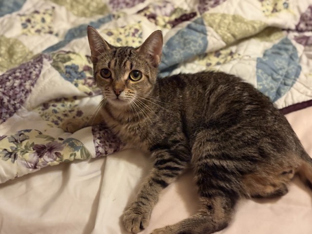  Mimsy: Pet of the Week