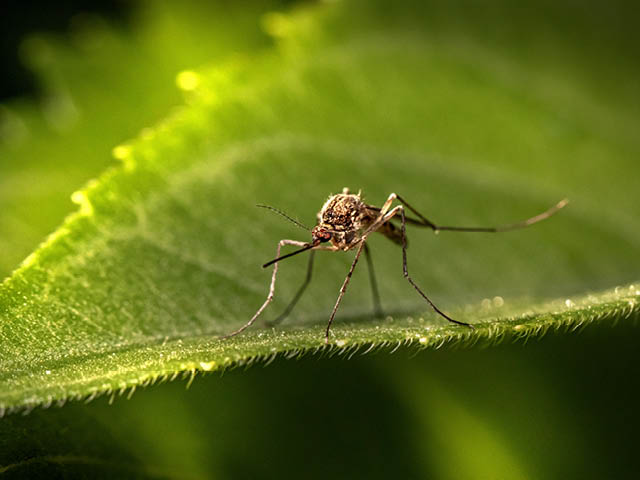 Mosquito on a leaf