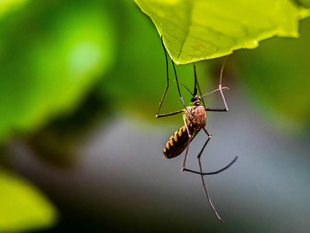 Mosquito hanging from a leaf