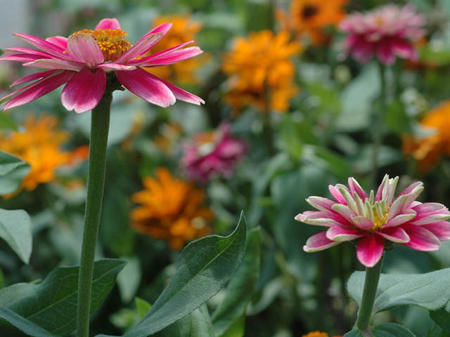 Pink and orange zinnias in a lush green garden
