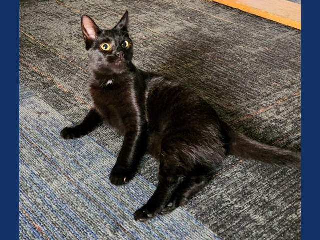 Bridgett: Pet of the Week