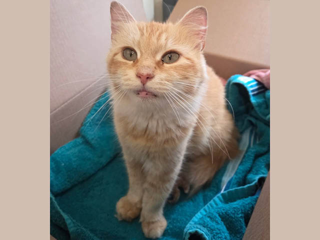 An orange cat sitting in a box on a green towel