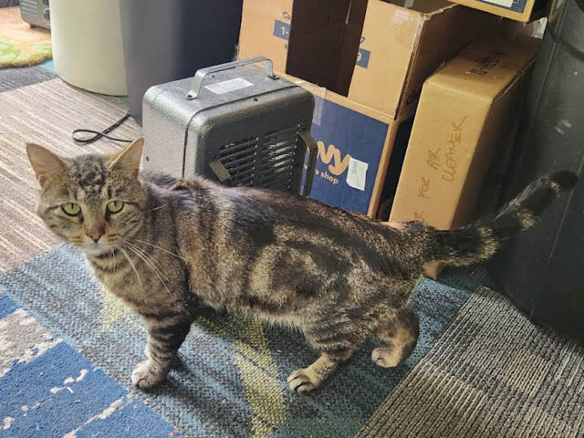 Van Gogh: Pet of the Week