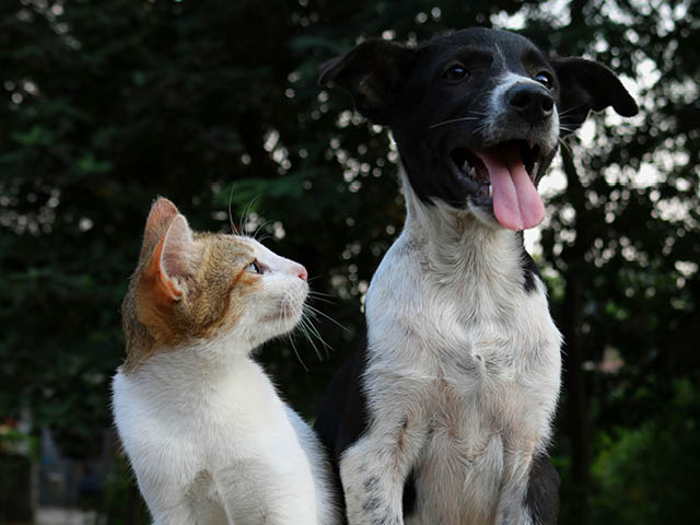 Cat looking at a dog