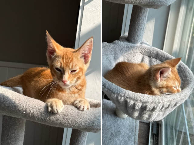 Two orange cats sitting on a cat tree