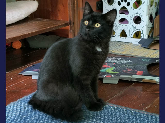 A black cat with yellow eyes sitting on a blue carpet