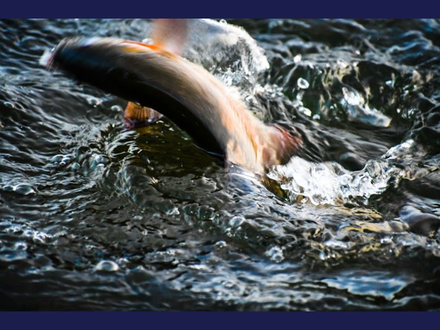 Local Officials Provide Update on Oswego River Fishing Access