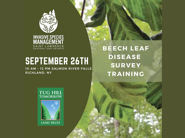 Community Members Can Help Protect Forests: Join a Guided Hike to Learn How to Survey for Beech Leaf Disease