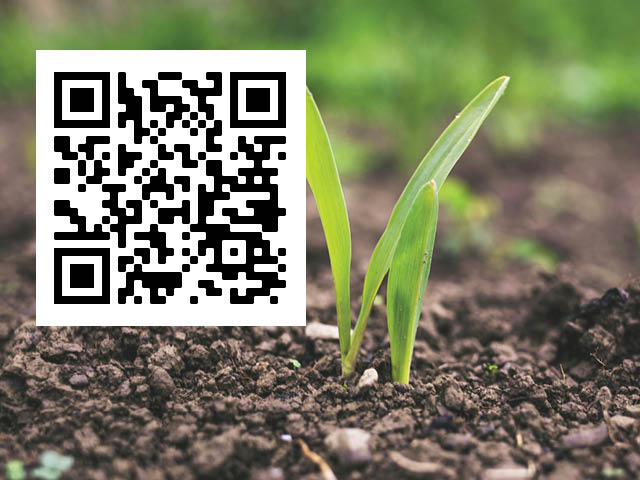 Grass or other leafy plant coming up in soil. QR code is superimposed over the left half of the image.