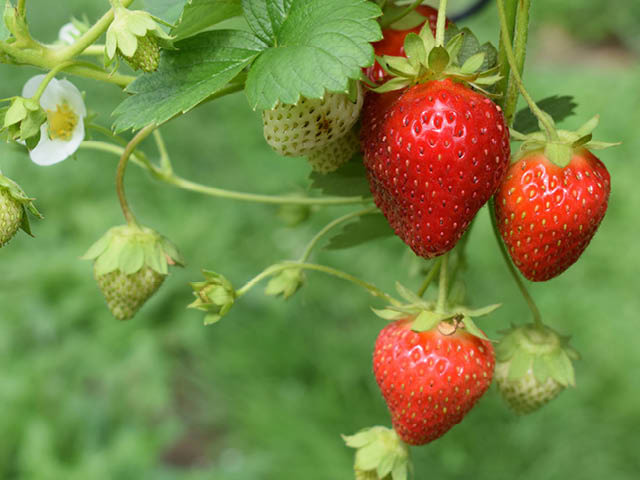 Fresh strawberries on the plant