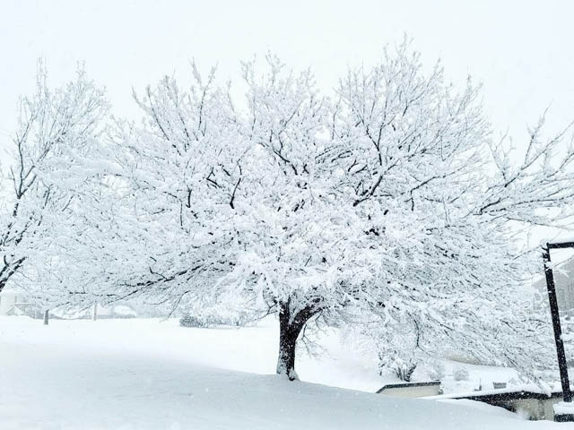 A tree covered in snow on a hill