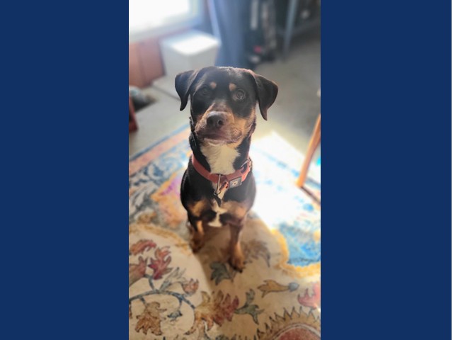 Zeke - Pet of the Week