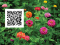 Cut Flower Farming Workshop (Pulaski)
