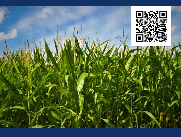 Field of green corn and blue sky with QR code in right hand corner