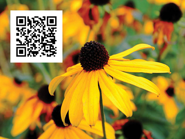 Close-up photo of a black-eyed susan flower in a field; a QR code is overlaid at the top left of the image