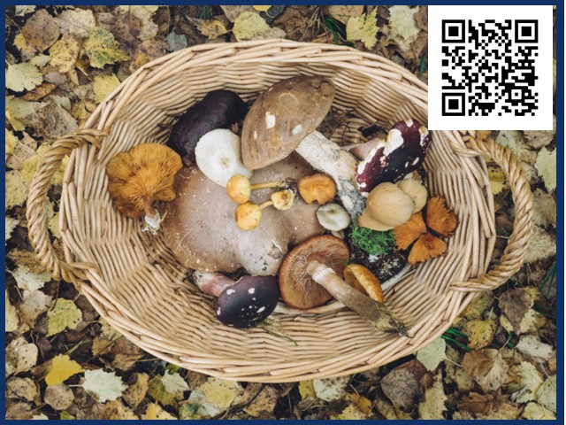  Outdoor Mushroom Workshop Held September 12th in Central Square